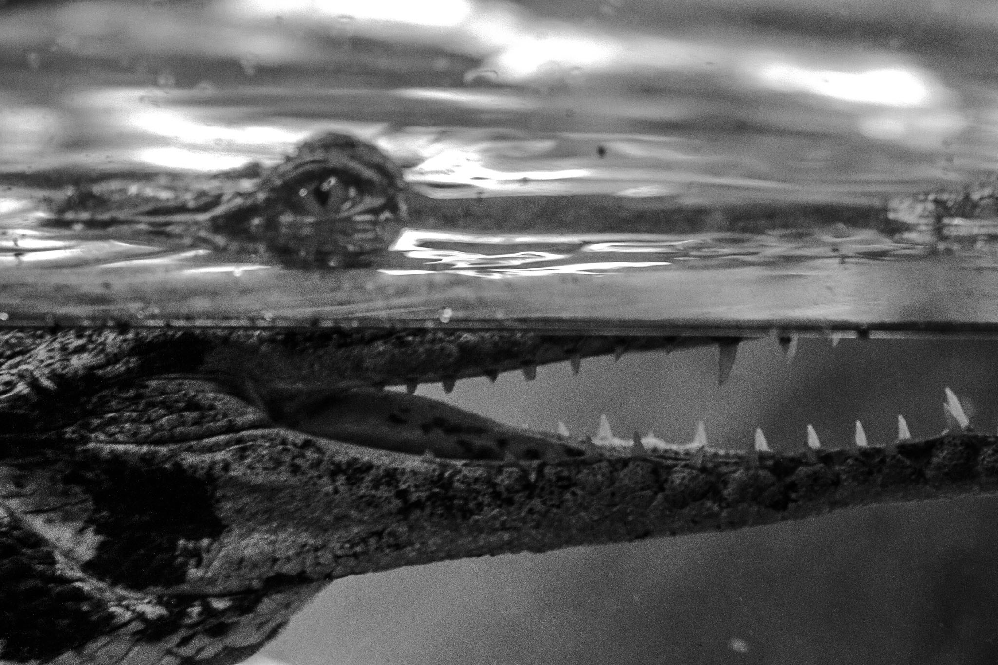 Cocodrilo hociquifino africano   Mecistops cataphractu